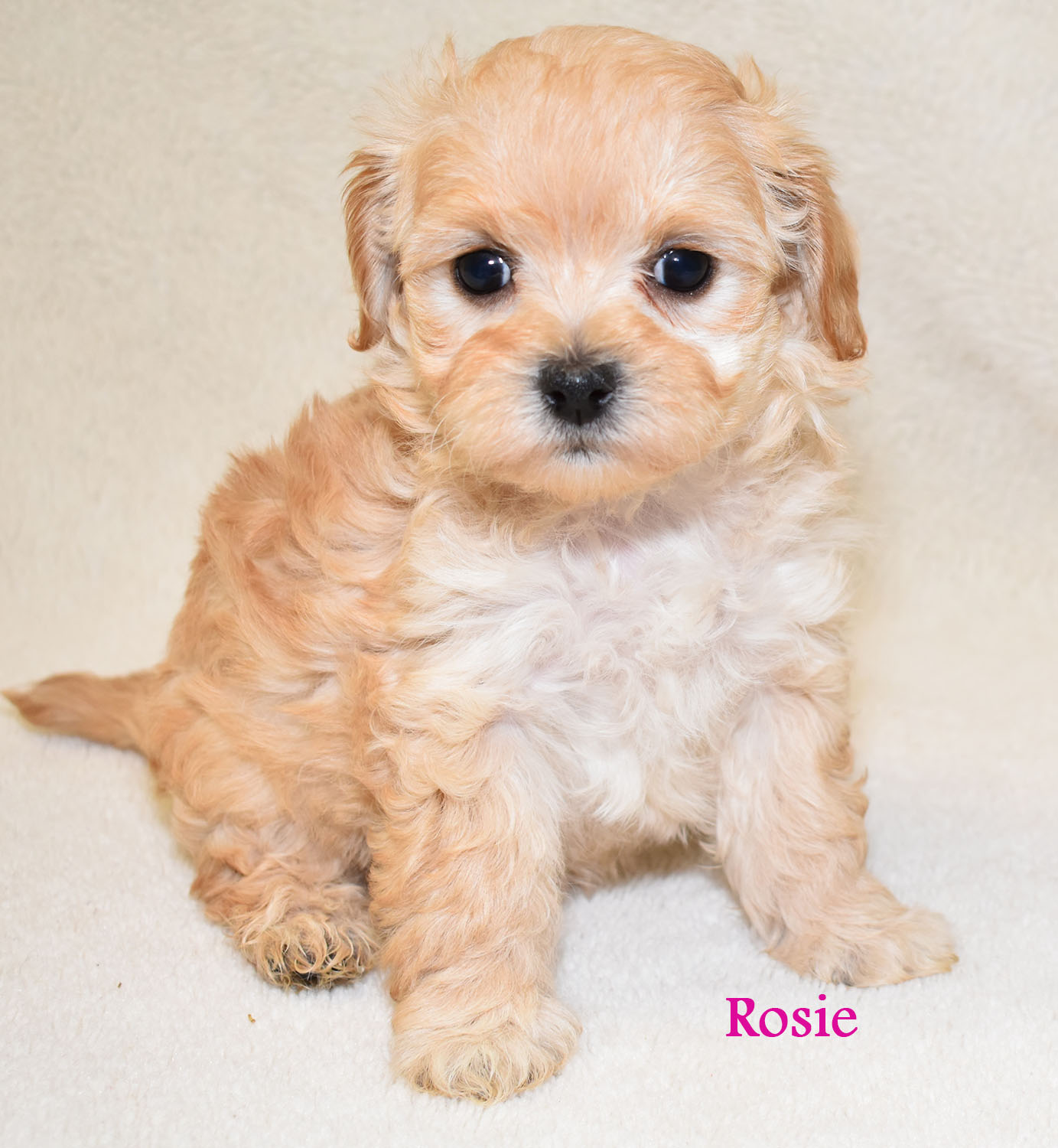 how much does a teacup maltipoo cost